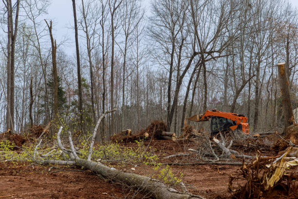 Best Fruit Tree Pruning  in Talty, TX