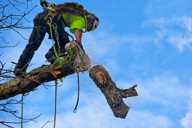 How Our Tree Care Process Works  in  Talty, TX